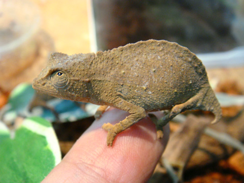 ヒゲコノハカメレオン(4)