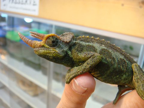 メルモンタヌスジャクソンカメレオン(5)