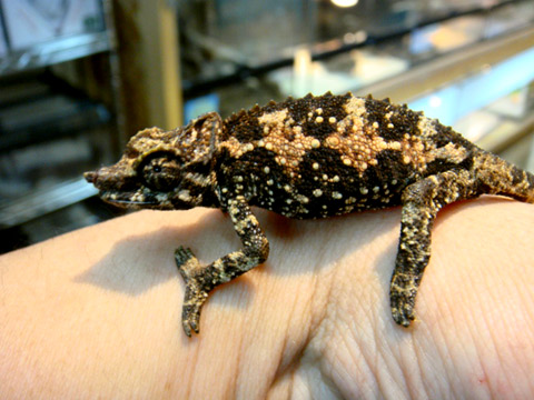 メルモンタヌスジャクソンカメレオン(6)