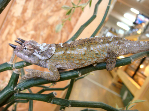 ワーナーカメレオン