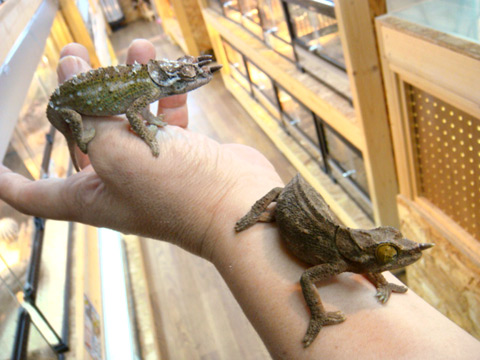 ワーナーカメレオン(6)