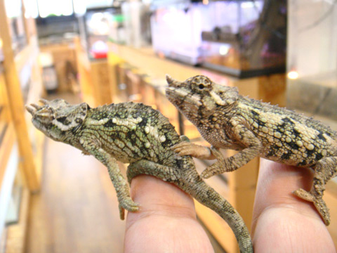 ワーナーカメレオン(5)