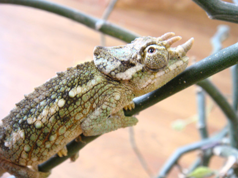 ワーナーカメレオン(3)