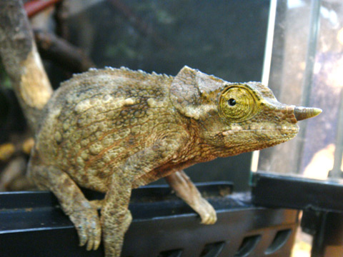 ワーナーカメレオン(4)