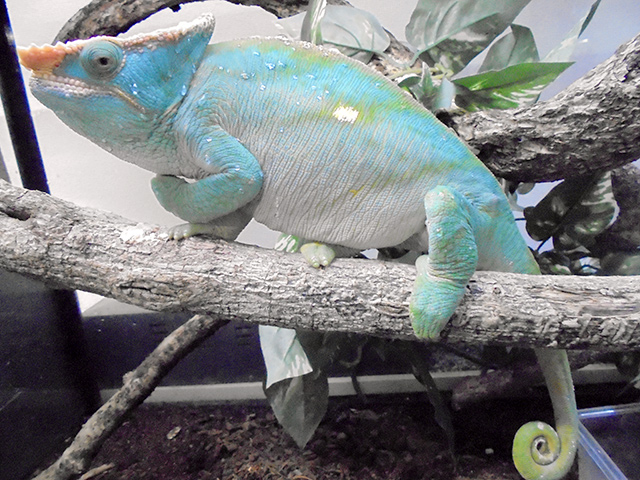 パーソンカメレオン(9)