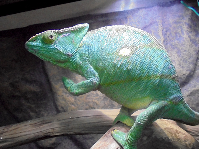 パーソンカメレオン(11)