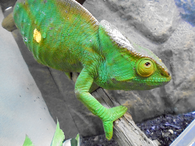 パーソンカメレオン(12)