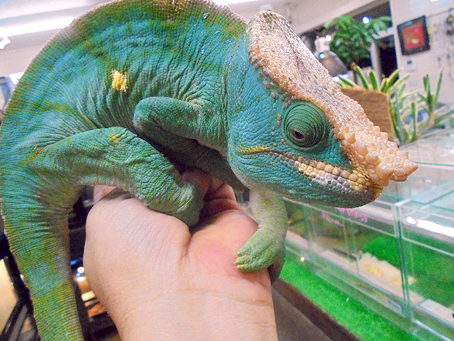 パーソンカメレオン(10)