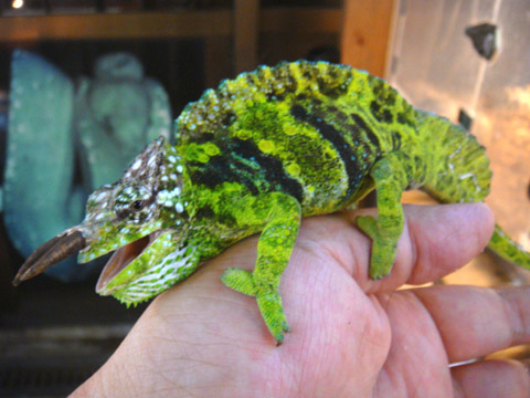 ヤマカメレオン