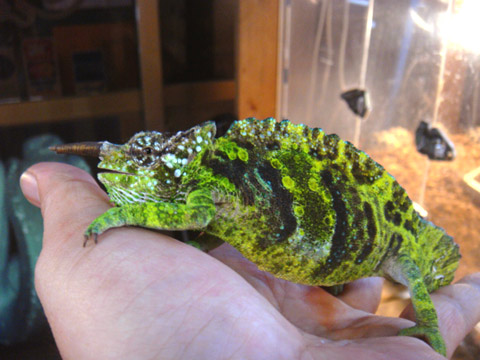 ヤマカメレオン(2)