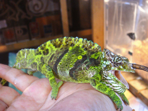 ヤマカメレオン(4)