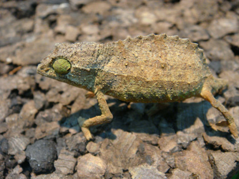 ソマリコノハカメレオン(4)