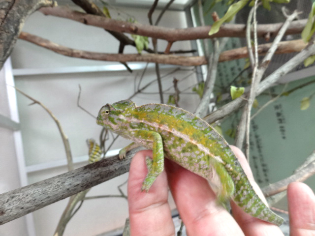 カーペットカメレオン(2)