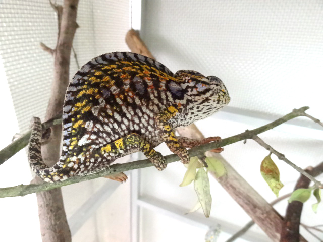 カーペットカメレオン(1)