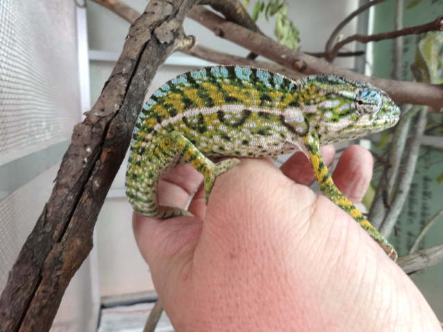 カーペットカメレオン(3)