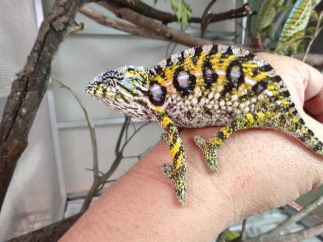 カーペットカメレオン(4)