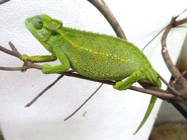 ルディスカメレオン(6)