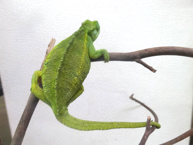 ルディスカメレオン(7)