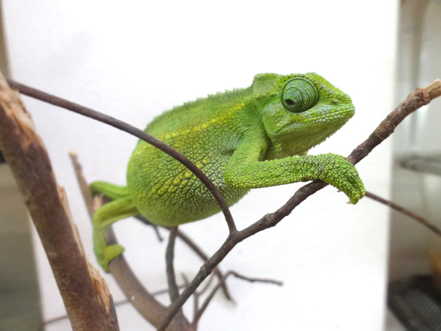 ルディスカメレオン(8)