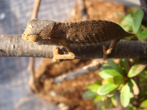 ソマリコノハカメレオン(3)