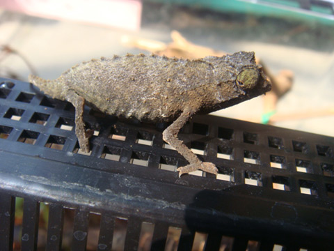 ソマリコノハカメレオン(2)