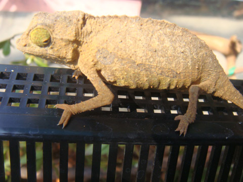 ソマリコノハカメレオン(1)