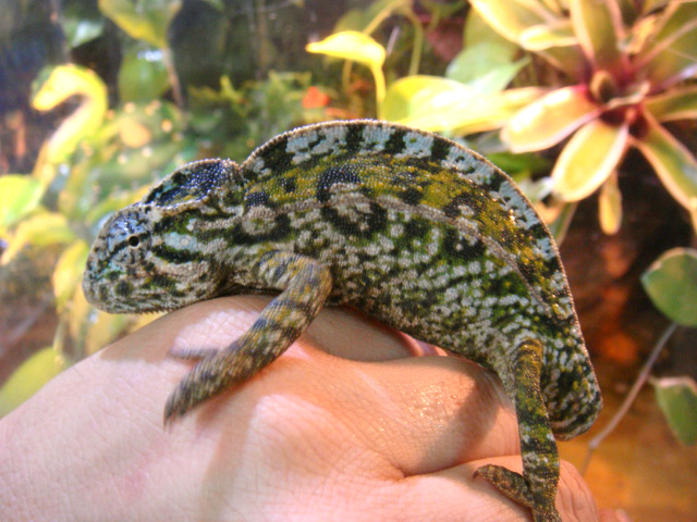 カーペットカメレオン(5)