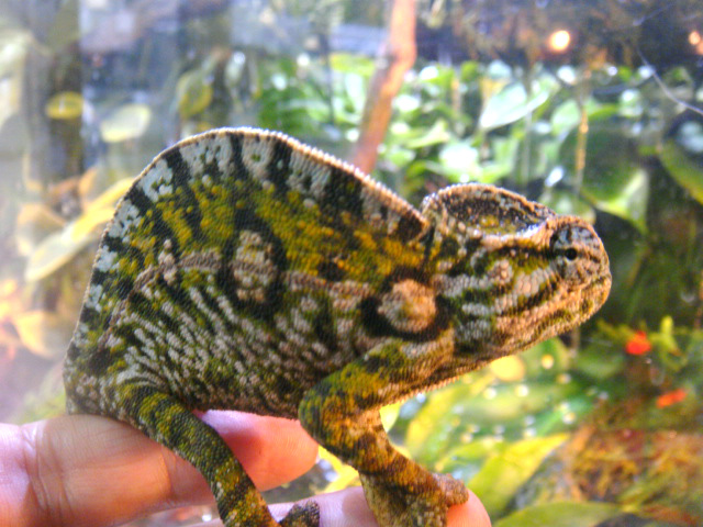 カーペットカメレオン(6)