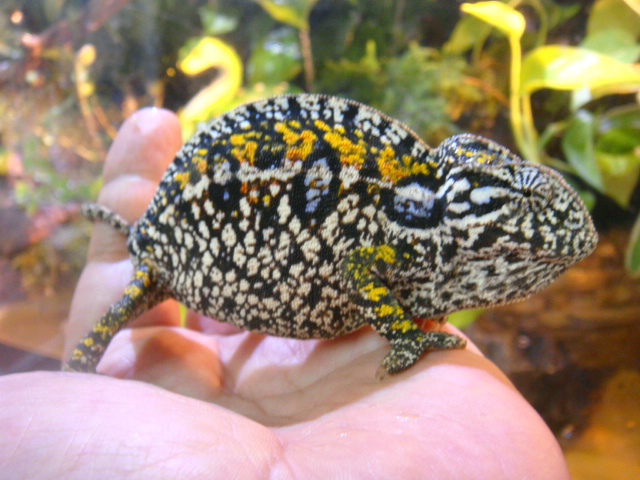 カーペットカメレオン(7)