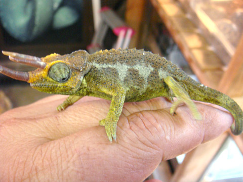 メルモンタヌスジャクソンカメレオン