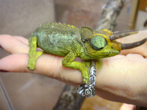 メルモンタヌスジャクソンカメレオン(2)