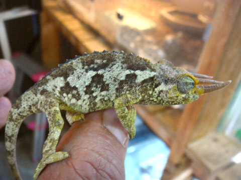 メルモンタヌスジャクソンカメレオン(3)