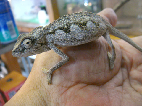 ツーストライプカメレオン(3)