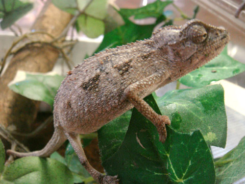 ツーストライプカメレオン