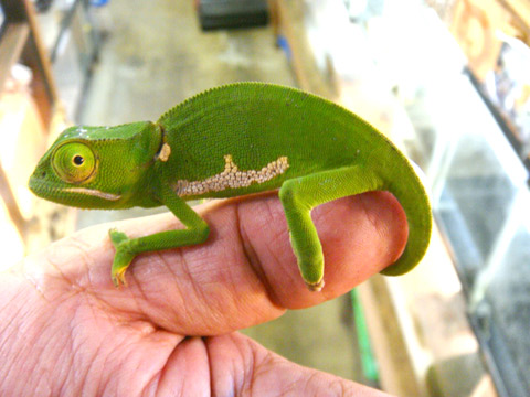 ディレピスカメレオン(3)