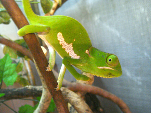 ディレピスカメレオン(1)