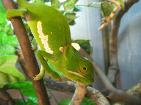 ディレピスカメレオン(2)