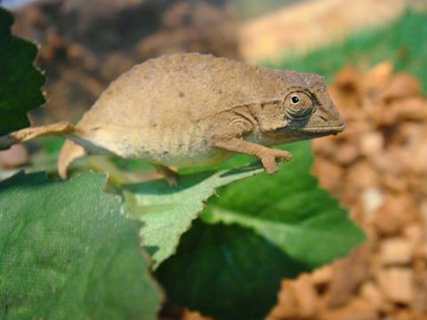 ヒゲコノハカメレオン(8)
