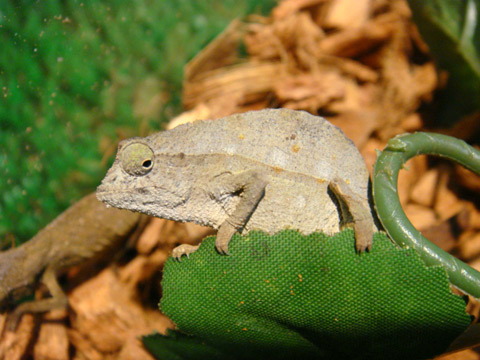 ヒゲコノハカメレオン(9)