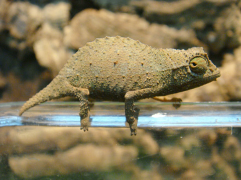 ヒゲコノハカメレオン(10)