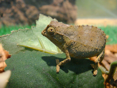 ヒゲコノハカメレオン(11)