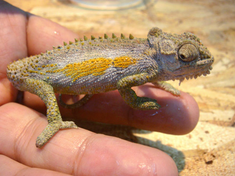 トランスバールドワーフカメレオン(4)