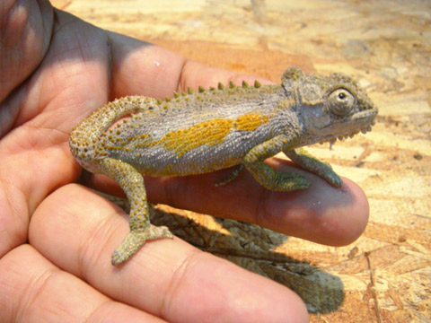 トランスバールドワーフカメレオン(5)