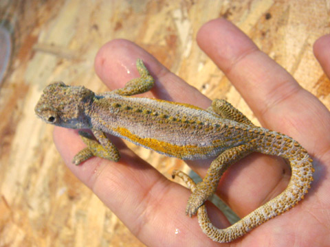 トランスバールドワーフカメレオン(6)