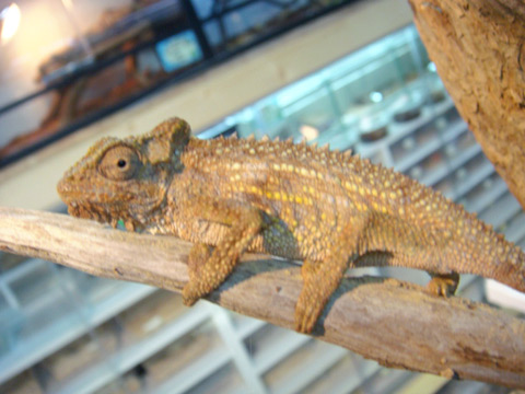 トランスバールドワーフカメレオン(1)