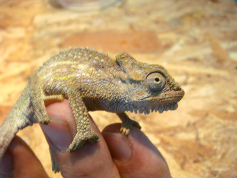 トランスバールドワーフカメレオン(3)