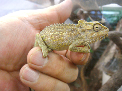 トランスバールドワーフカメレオン(2)