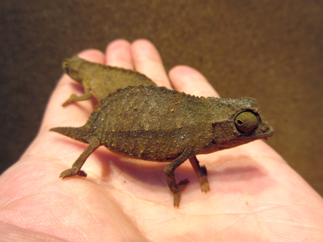 ヒゲコノハカメレオン