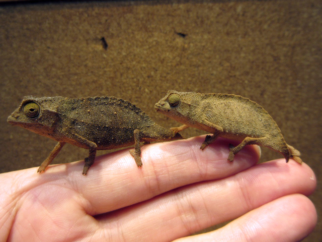 ヒゲコノハカメレオン(2)