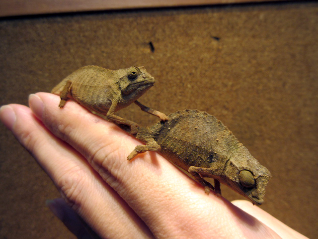 ヒゲコノハカメレオン(3)
